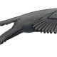 Artist’s depiction of Archaeopteryx in flight based on the new study.